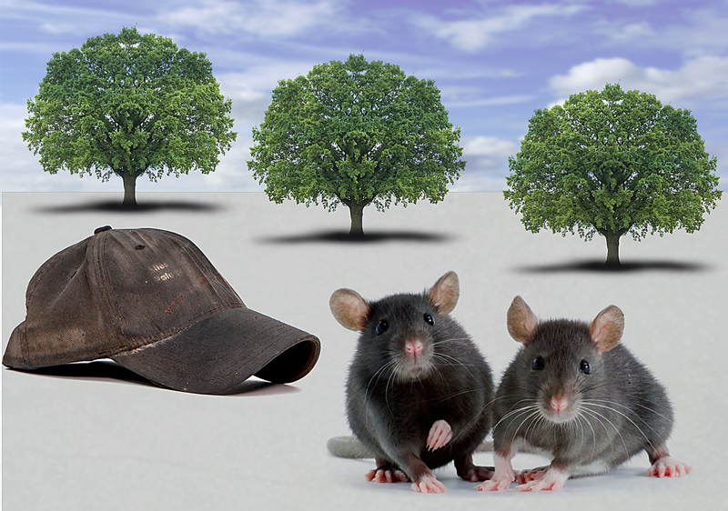 Baum & Ratten