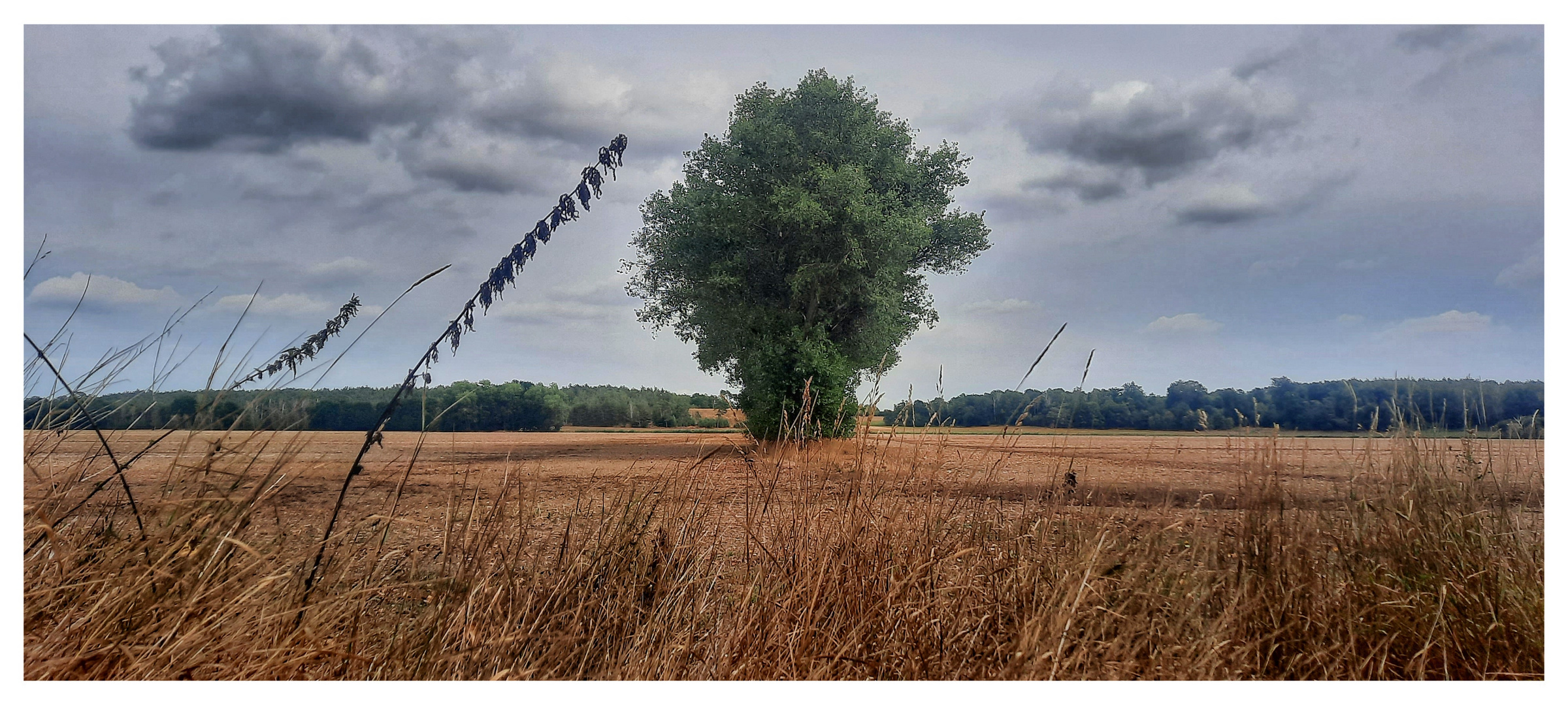 Baum,  Reihe 