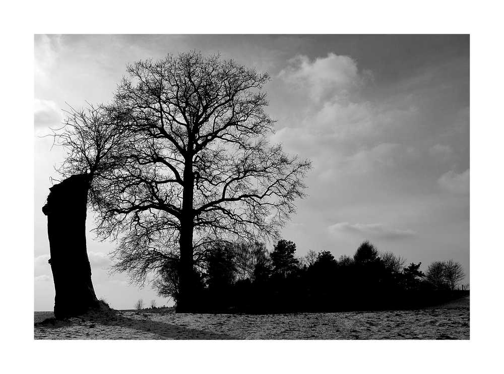 Baum-Reihe