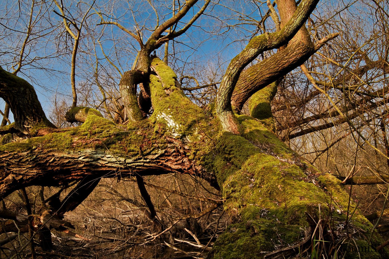 Baum Rheinauen