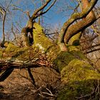 Baum Rheinauen