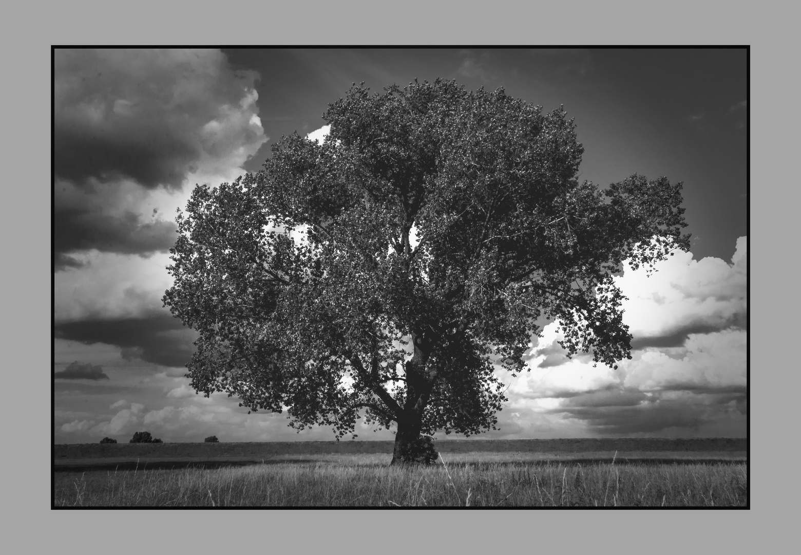 Baum Rheinwiese