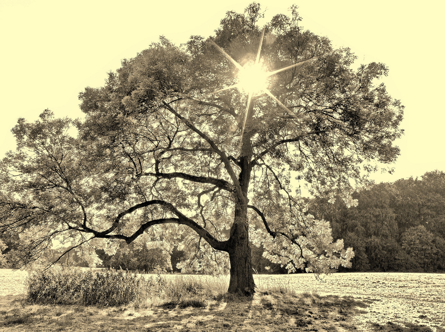 Baum-Riese / Old School - Sepia