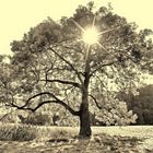 Baum-Riese / Old School - Sepia