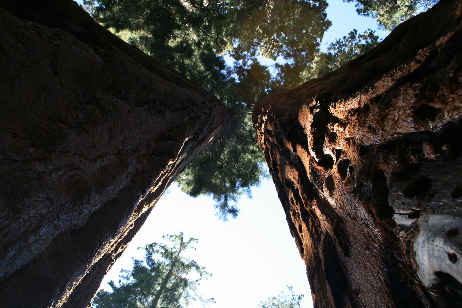 Baum-Riesen