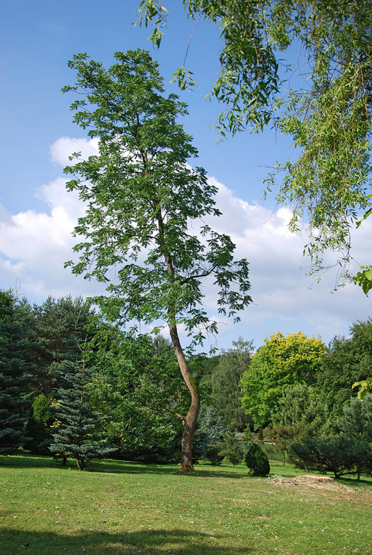 Baum Romberg-Park Dortmund