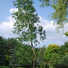 Baum Romberg-Park Dortmund