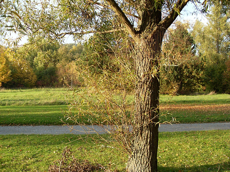 Baum-Rost