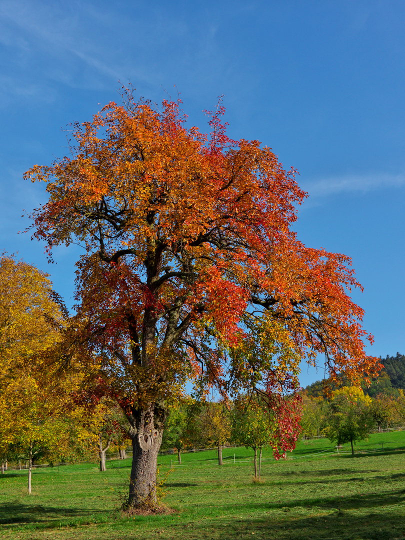 Baum rot-orangene Blätter 3:4