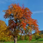 Baum rot-orangene Blätter 3:4