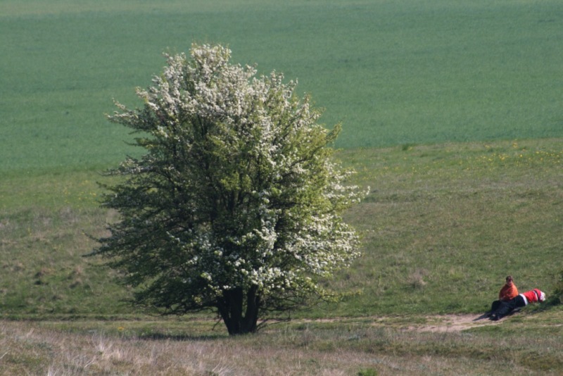 Baum-Rügen