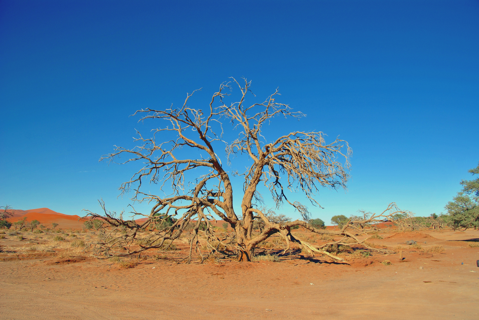 Baum Ruine