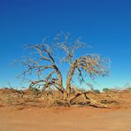 Baum Ruine