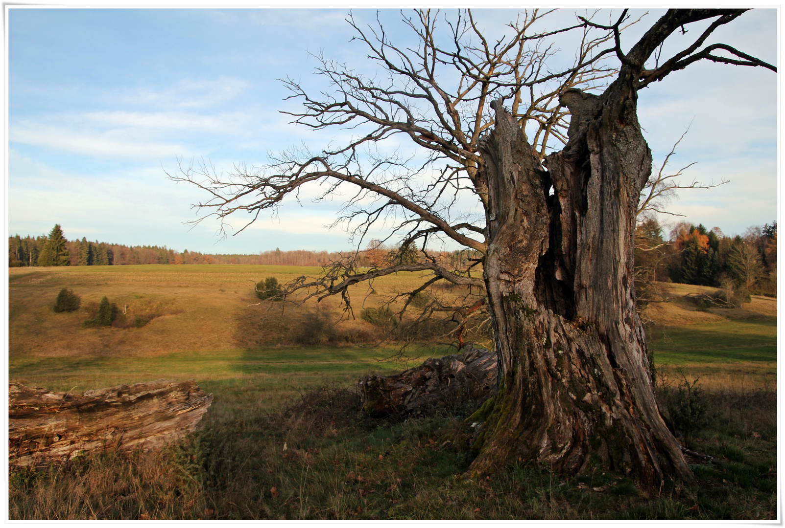 Baum - Ruine