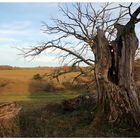 Baum - Ruine