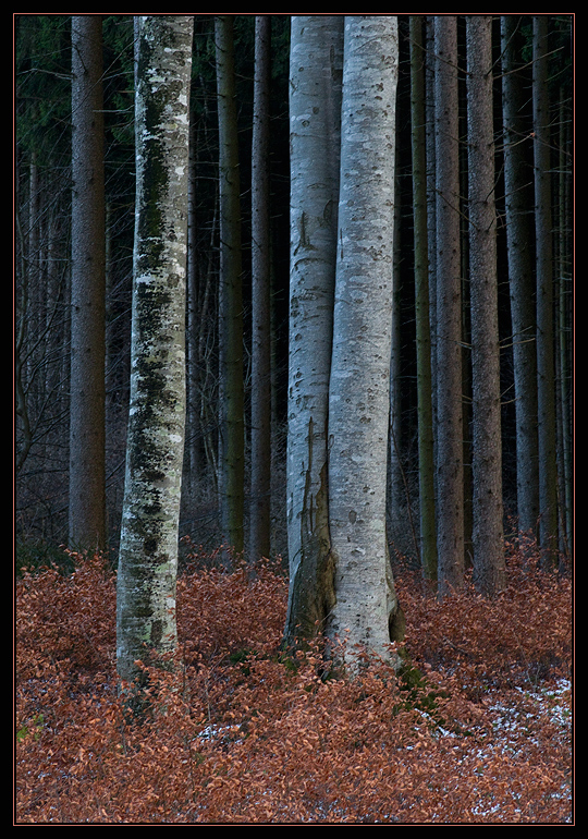 Baum-Säulen