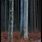 Baum-Säulen