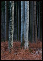 Baum-Säulen