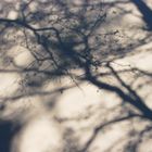 Baum- Schatten