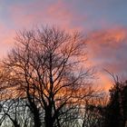 Baum-Schattenspiel im Abendlicht