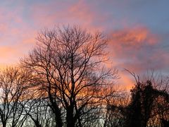 Baum-Schattenspiel im Abendlicht