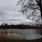 Baum, Schilf, Wolke