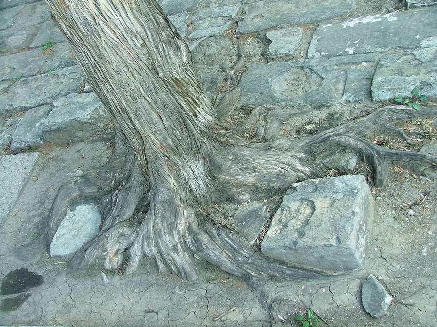 Baum schlägt Stein