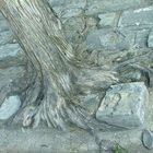 Baum schlägt Stein