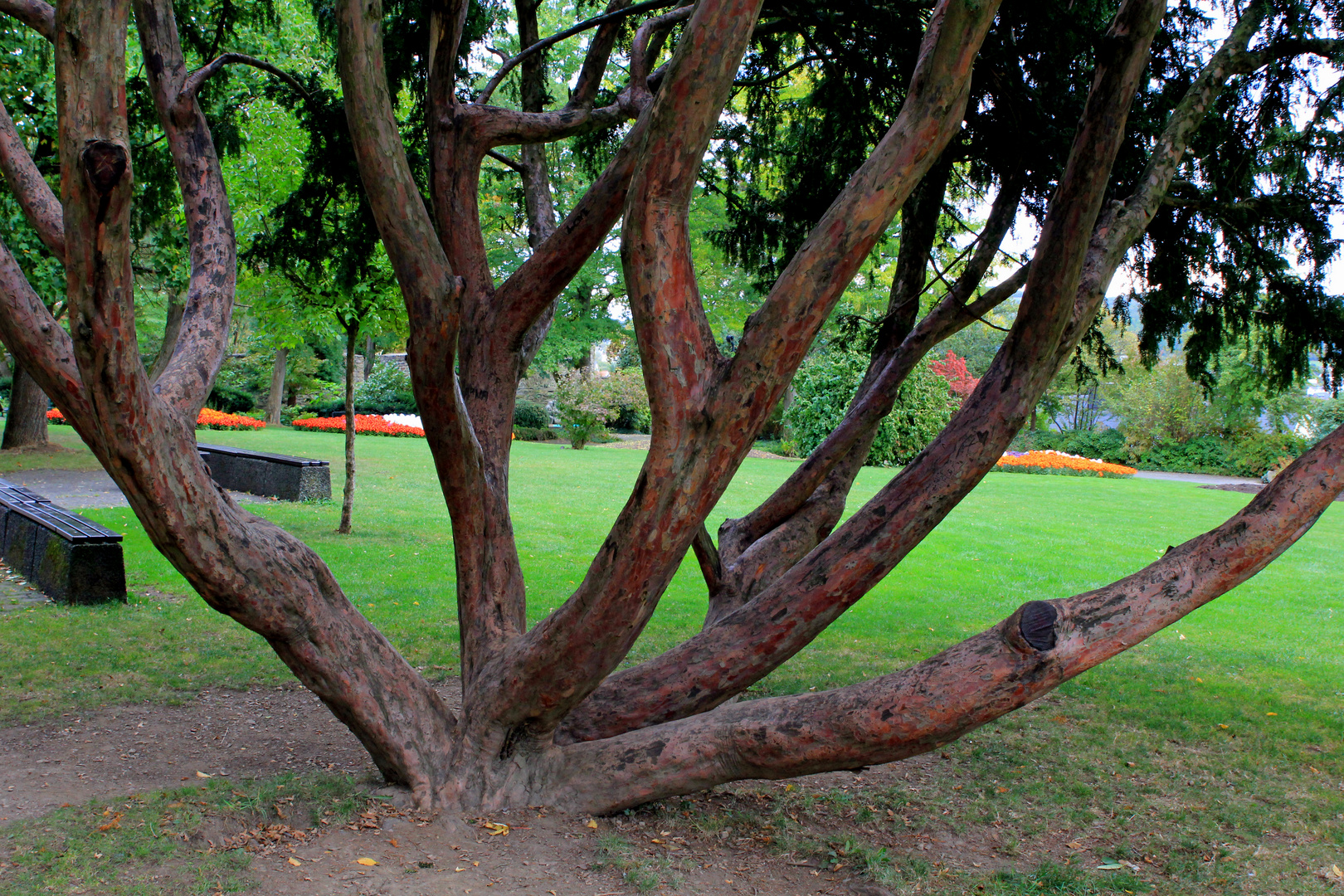 Baum (Schlosspark Oberes Schloss Siegen)