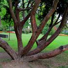 Baum (Schlosspark Oberes Schloss Siegen)