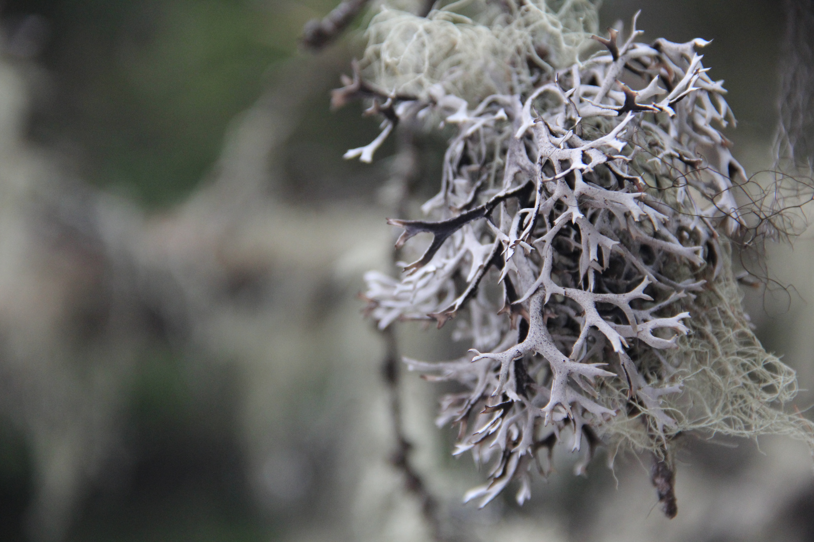 Baum Schmuck