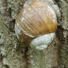 Baum Schnecke 