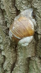 Baum Schnecke 