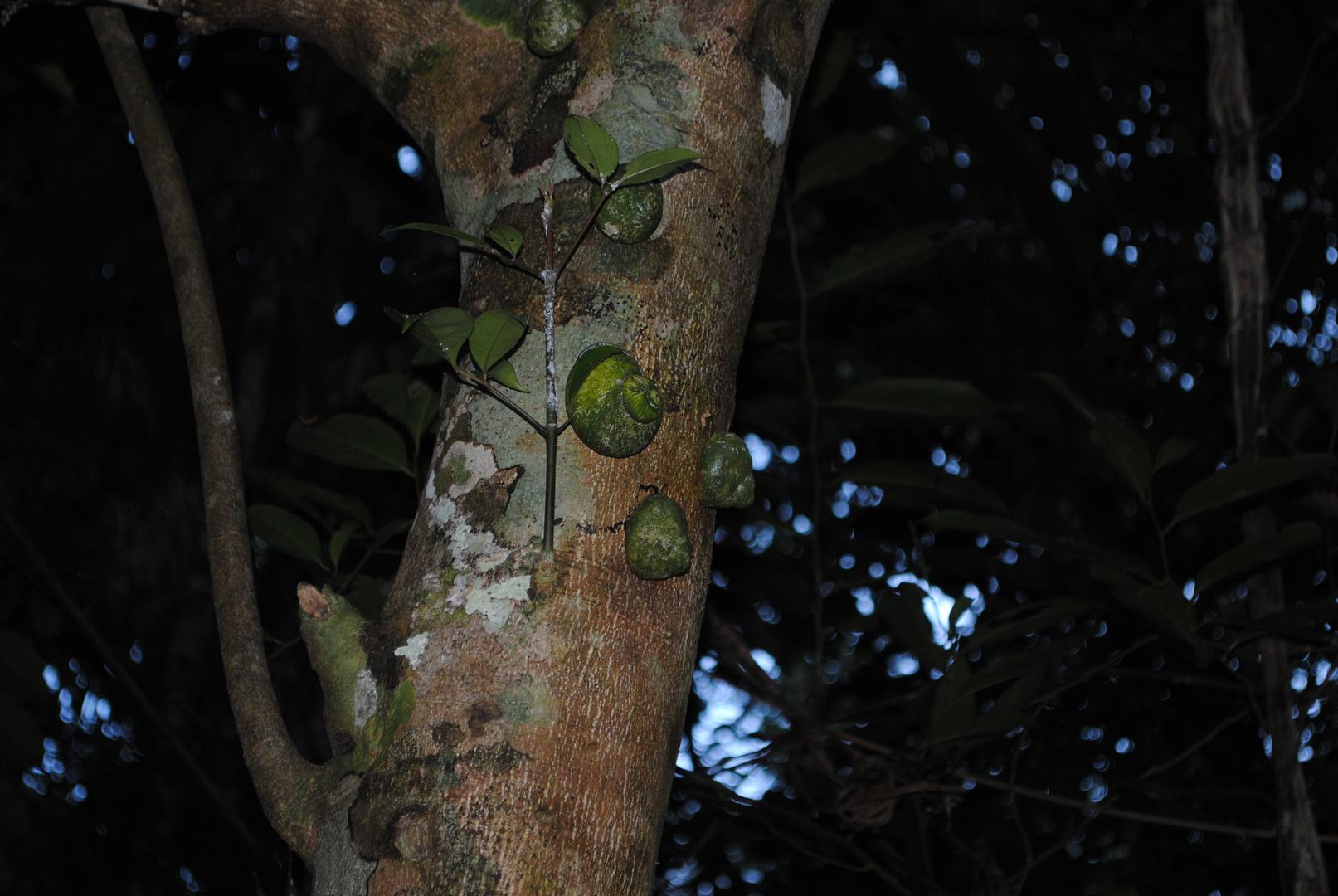 Baum Schnecken  Sri Lanka