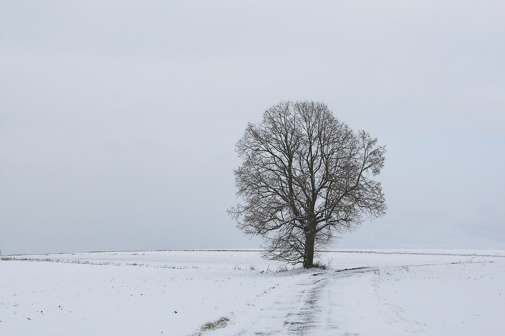 Baum Schnee aus...