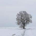 Baum Schnee aus...