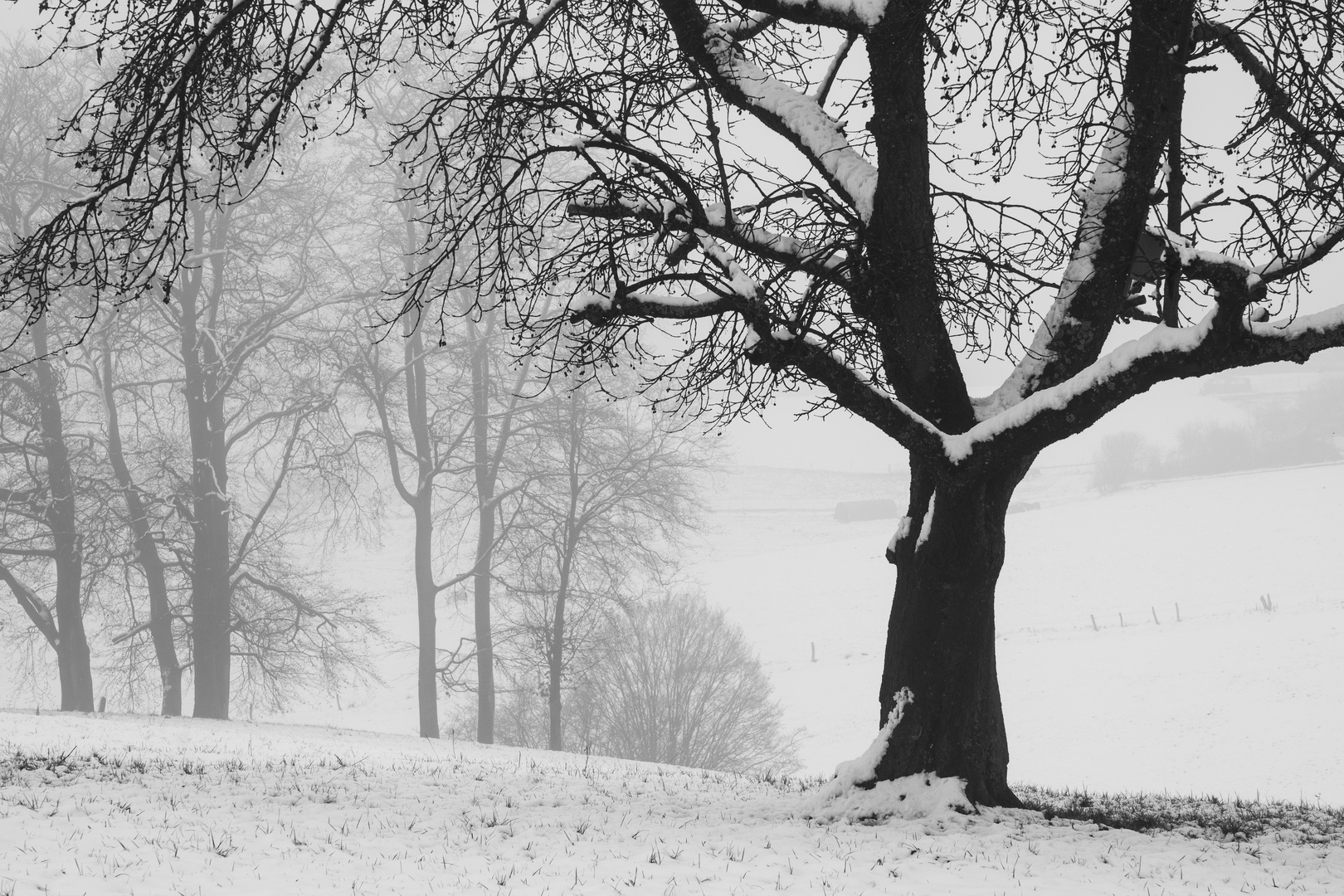 Baum, Schnee, Nebel....