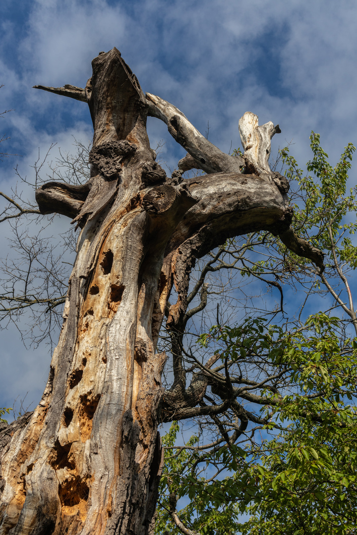 Baum, Schönauer Teiche 2