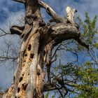 Baum, Schönauer Teiche 2