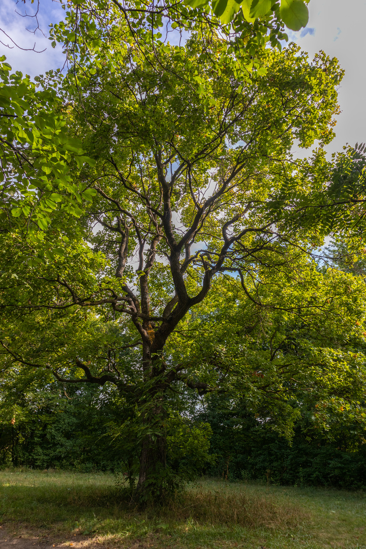 Baum, Schönauer Teiche