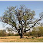 Baum-Schönheit