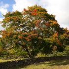 Baum Schorfheide