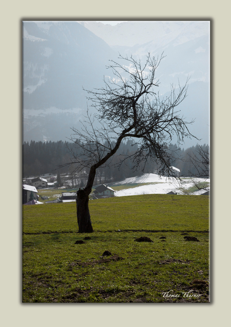 Baum schräg....