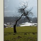 Baum schräg....