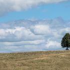 Baum, Schwäbische Alb 