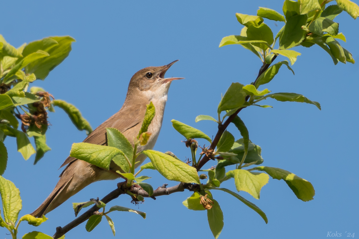 Baum-Schwirl