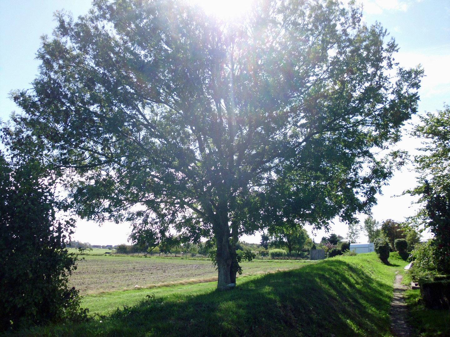 Baum "Sehen ist immer Moralisch alles andre ist Unterlassene Hilfeleistung;"