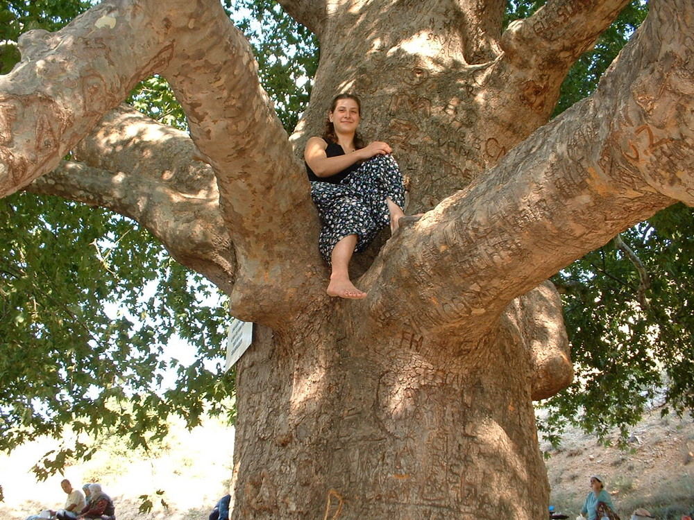 Baum Senirkent in der Türkei/ayazmana