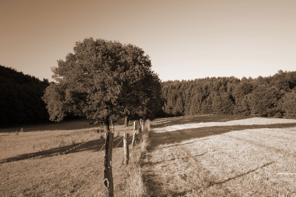 Baum Sepia