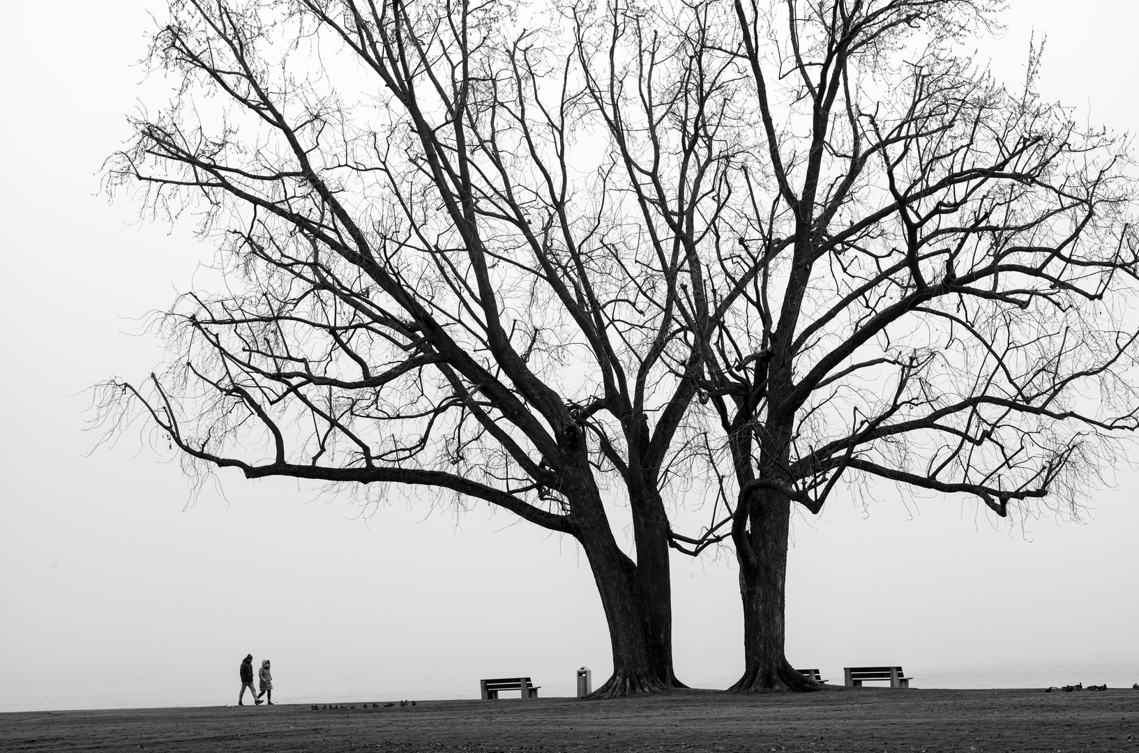 Baum Shilouetten